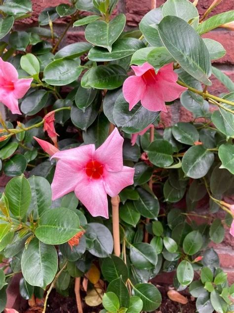 1.50m petite skinny brazilian, jasmine|Brazilian Jasmine Plant: Outdoor Growing Tips for a Beautiful .